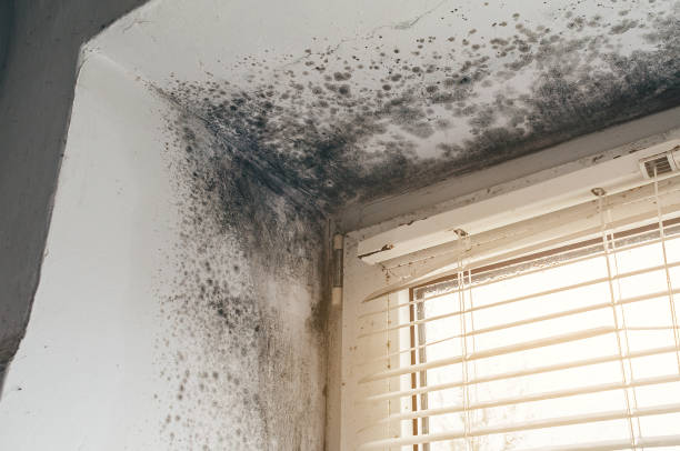 Affordable Mold Cleanup solutions in Holbrook, NY